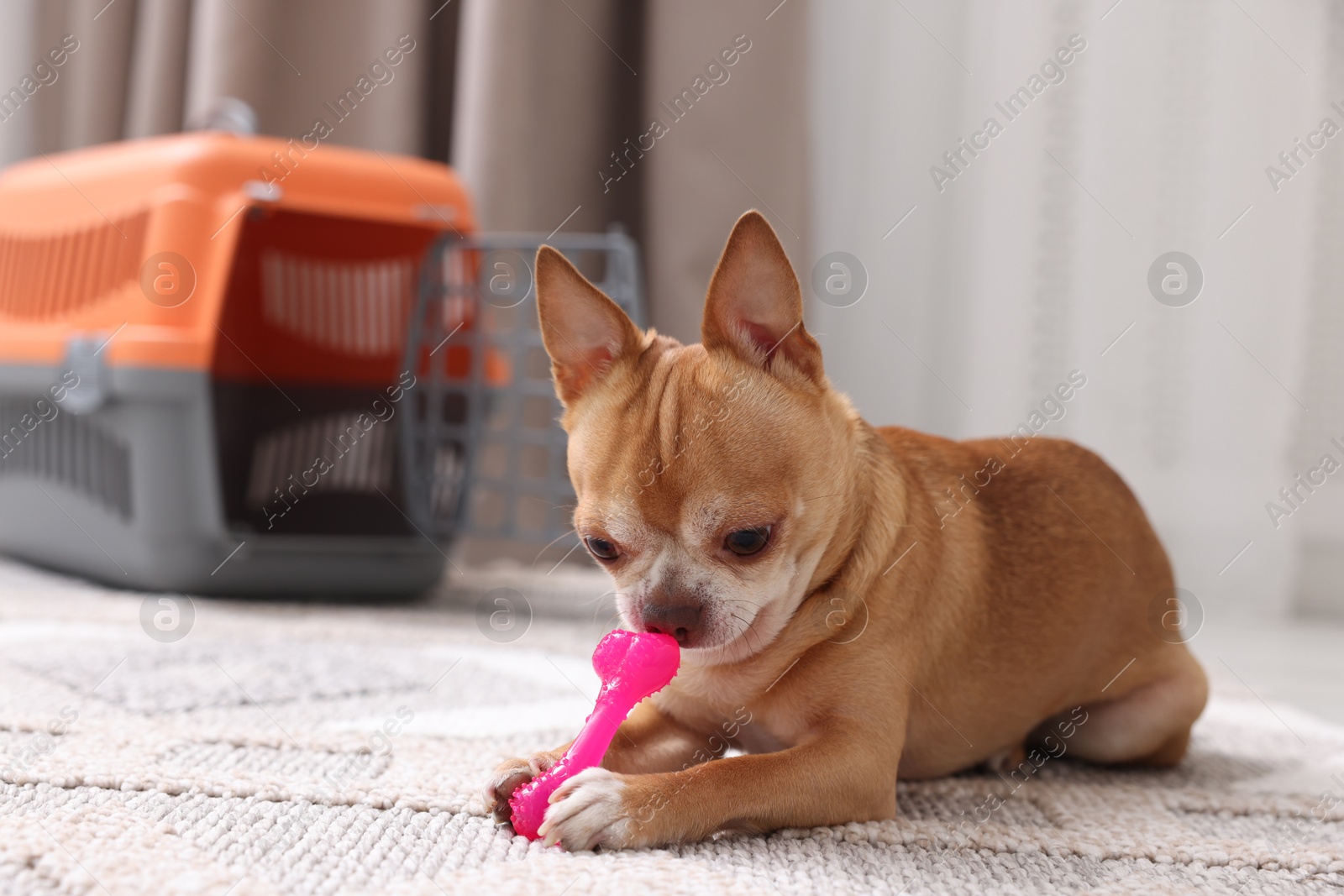 Photo of Adorable dog with toy and pet carrier on floor indoors, selective focus