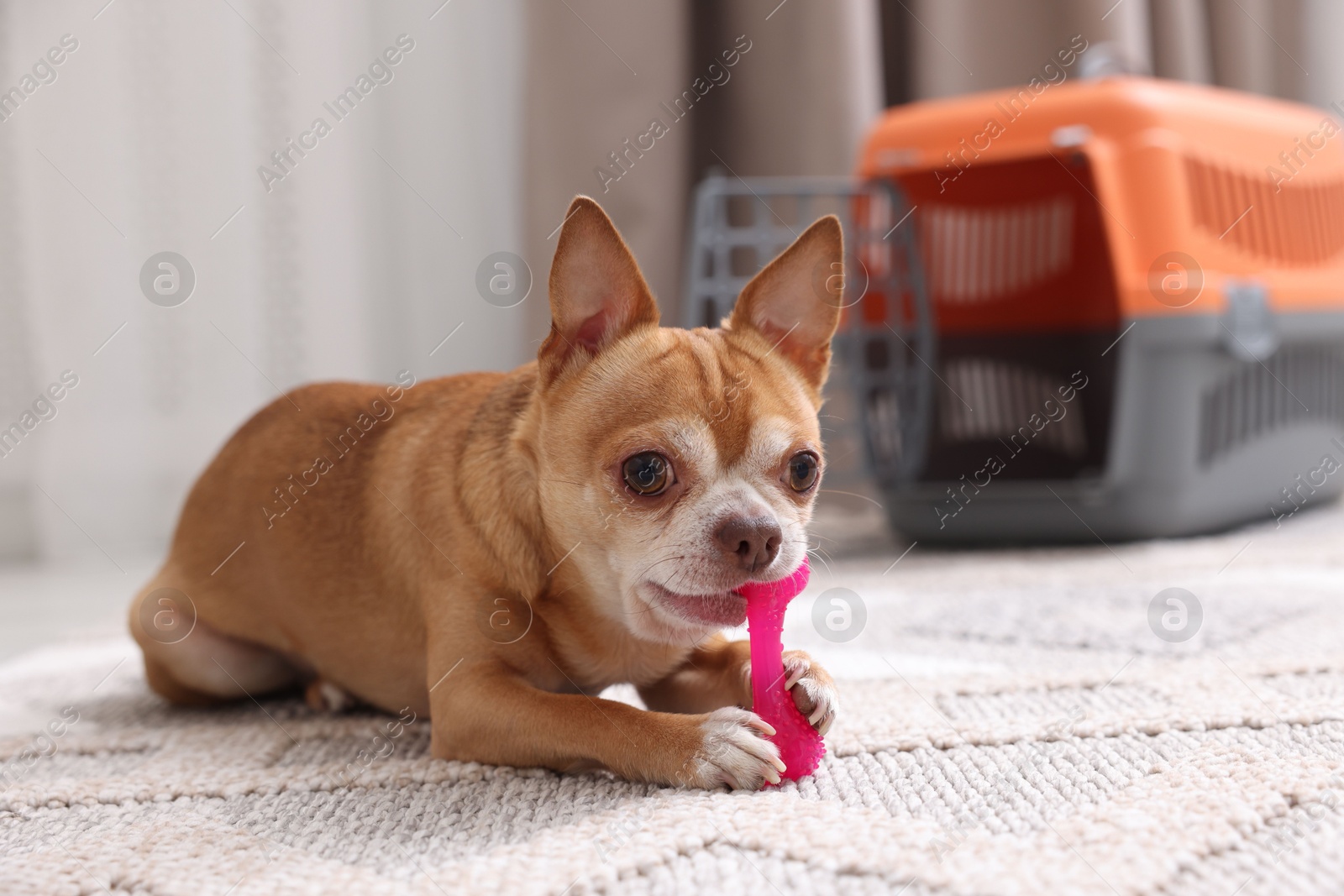 Photo of Adorable dog with toy and pet carrier on floor indoors, selective focus