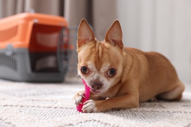 Photo of Adorable dog with toy and pet carrier on floor indoors, selective focus