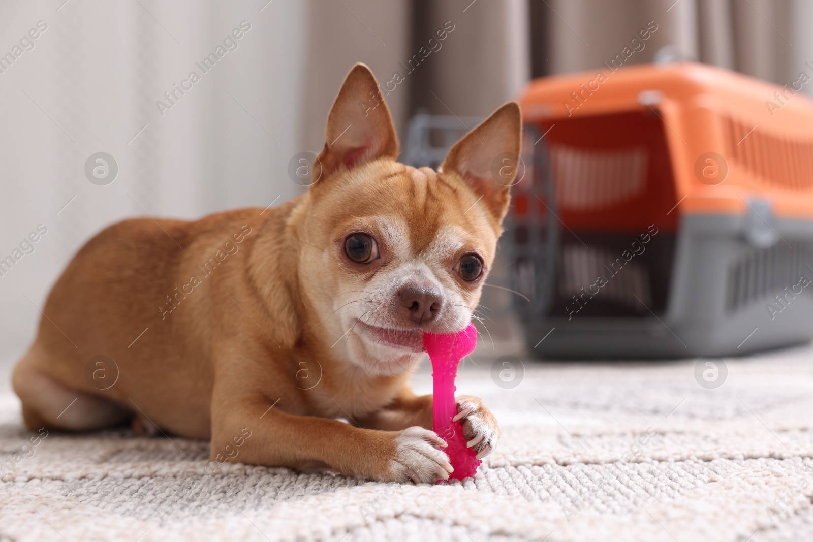 Photo of Adorable dog with toy and pet carrier on floor indoors, selective focus