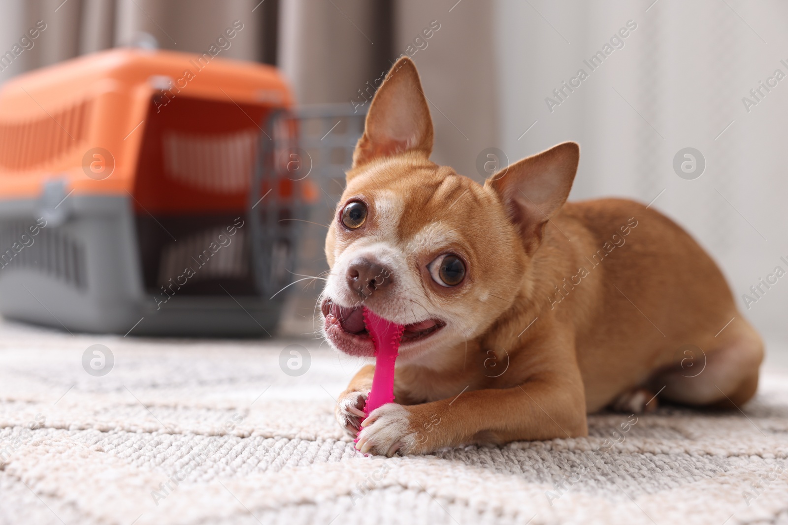 Photo of Adorable dog with toy and pet carrier on floor indoors, selective focus