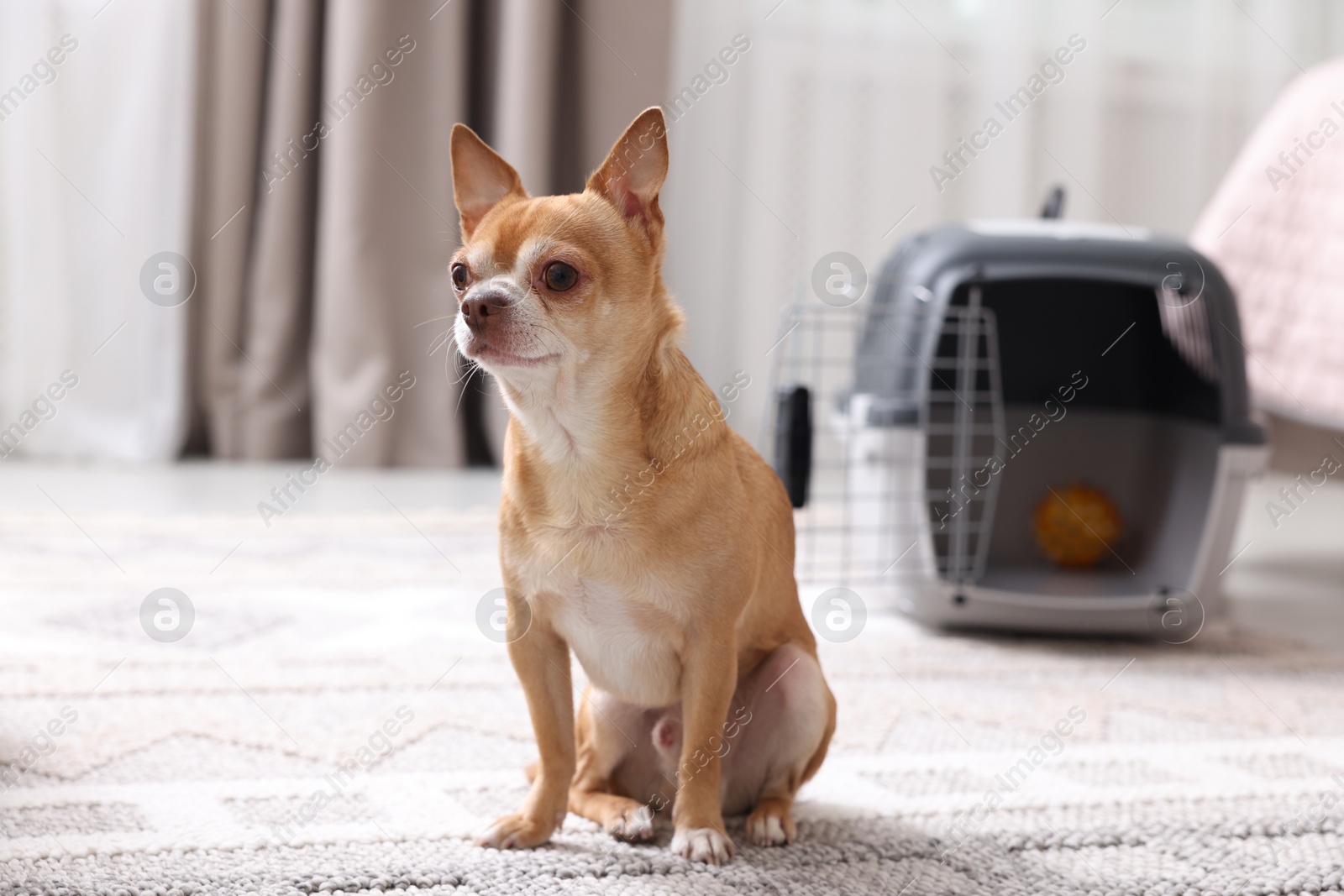 Photo of Adorable dog and pet carrier on floor indoors, selective focus