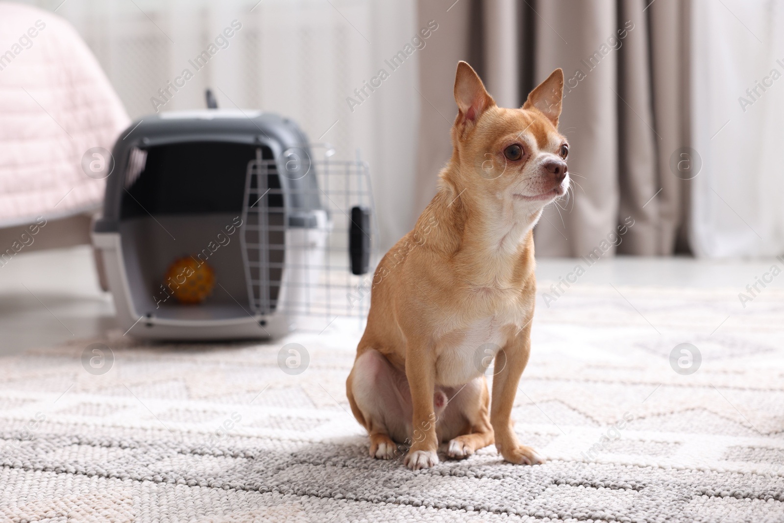 Photo of Adorable dog and pet carrier on floor indoors, selective focus