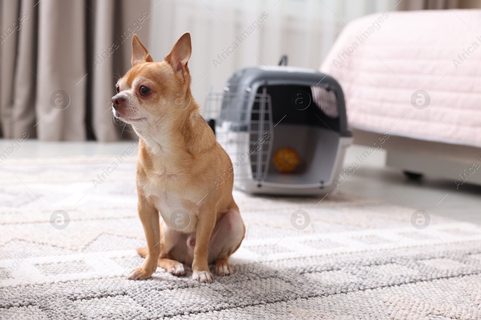 Photo of Adorable dog and pet carrier on floor indoors, selective focus