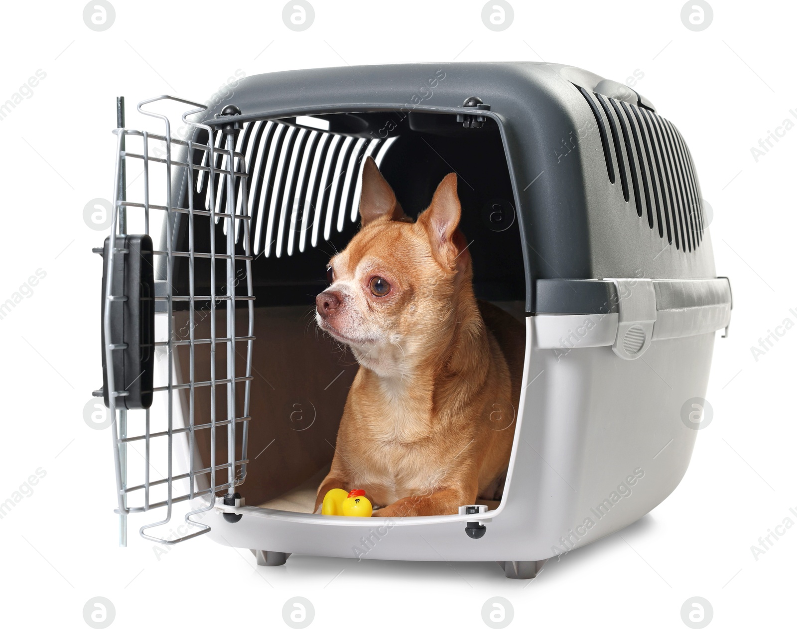 Photo of Adorable dog with toy in pet carrier isolated on white