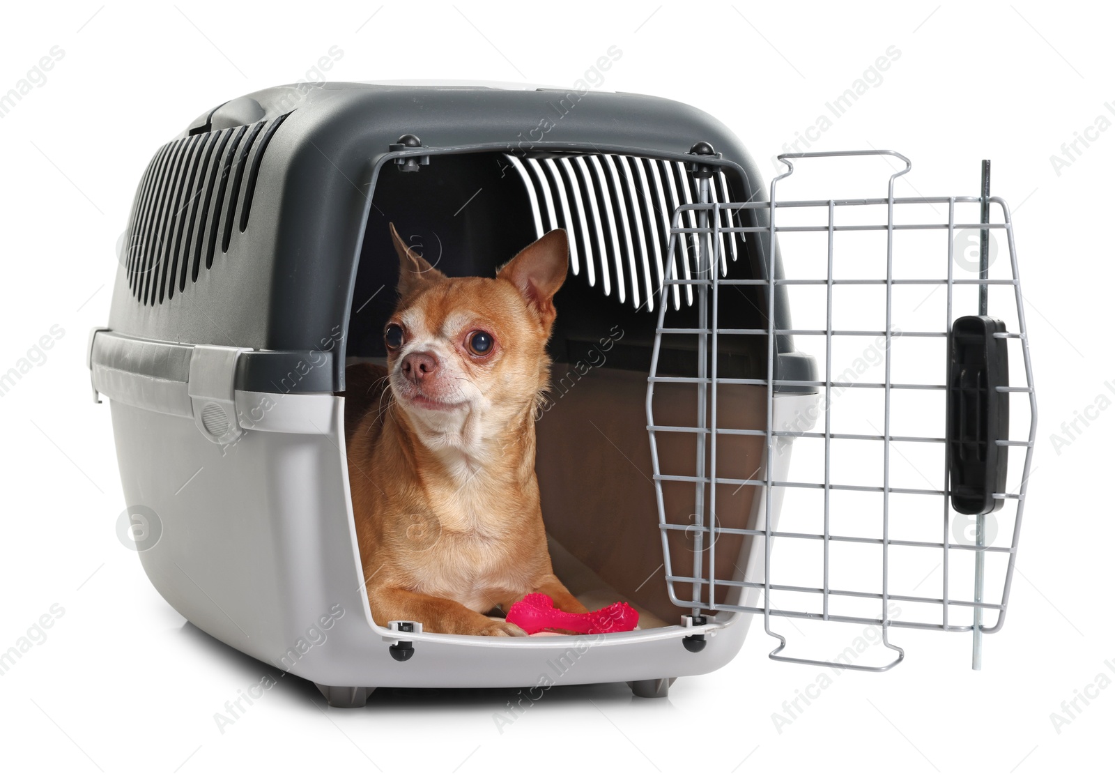 Photo of Adorable dog with toy in pet carrier isolated on white