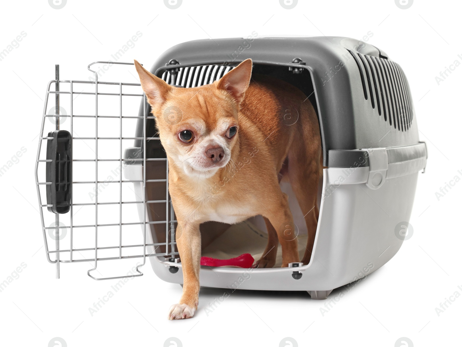 Photo of Adorable dog in pet carrier isolated on white