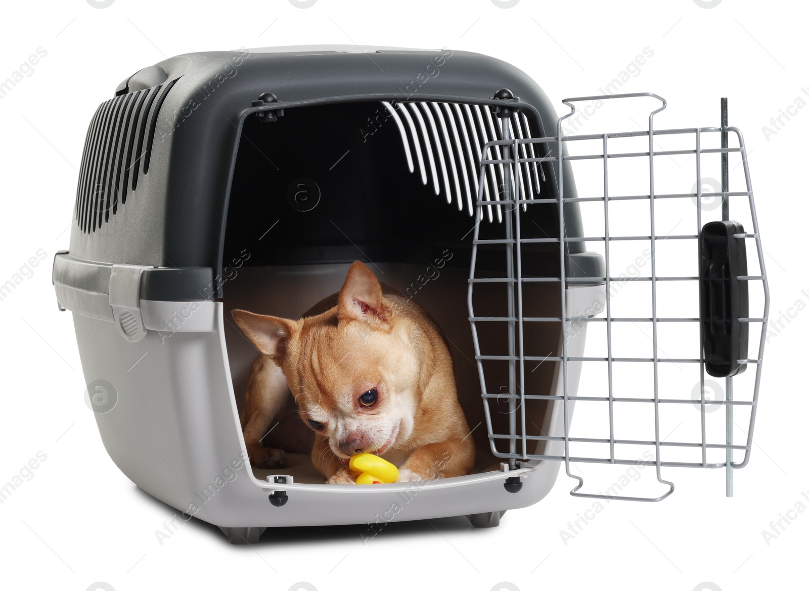 Photo of Adorable dog with toy in pet carrier isolated on white