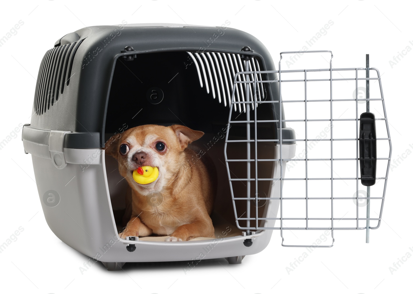 Photo of Adorable dog with toy in pet carrier isolated on white