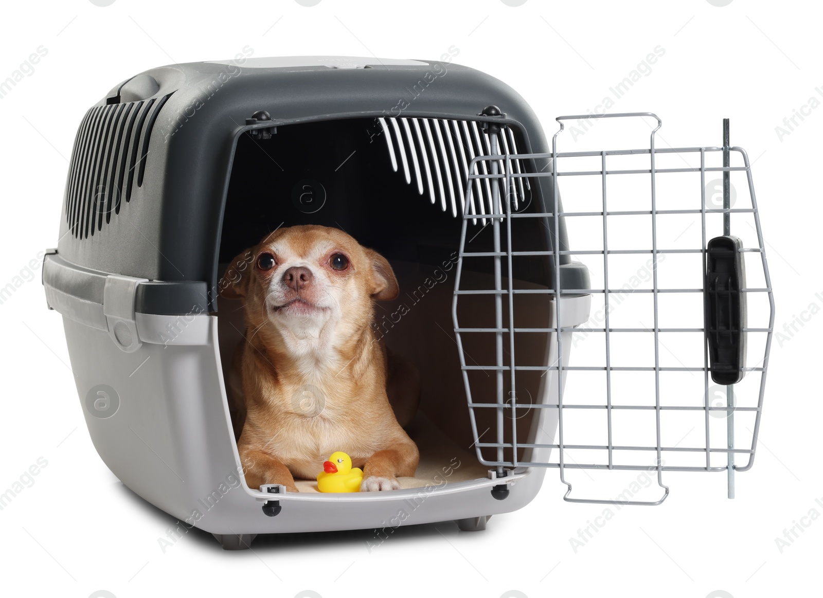 Photo of Adorable dog with toy in pet carrier isolated on white