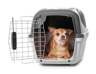 Photo of Adorable dog in pet carrier isolated on white