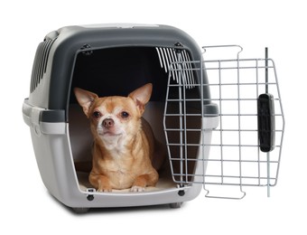 Photo of Adorable dog in pet carrier isolated on white