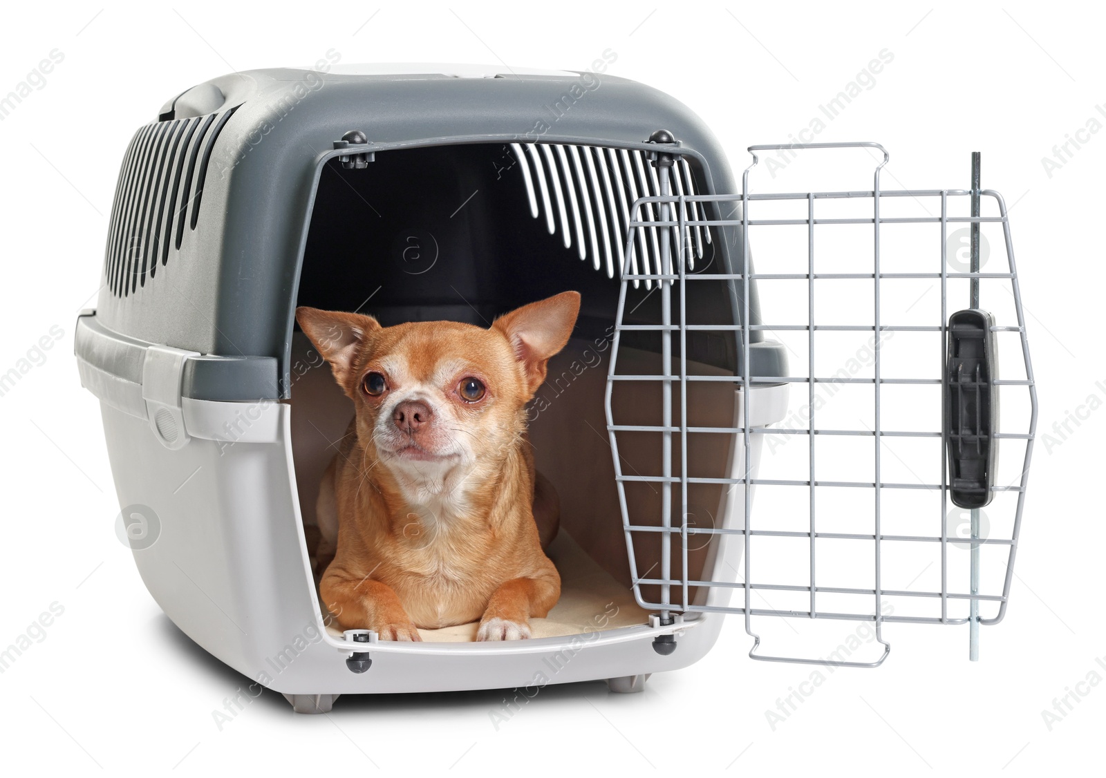 Photo of Adorable dog in pet carrier isolated on white