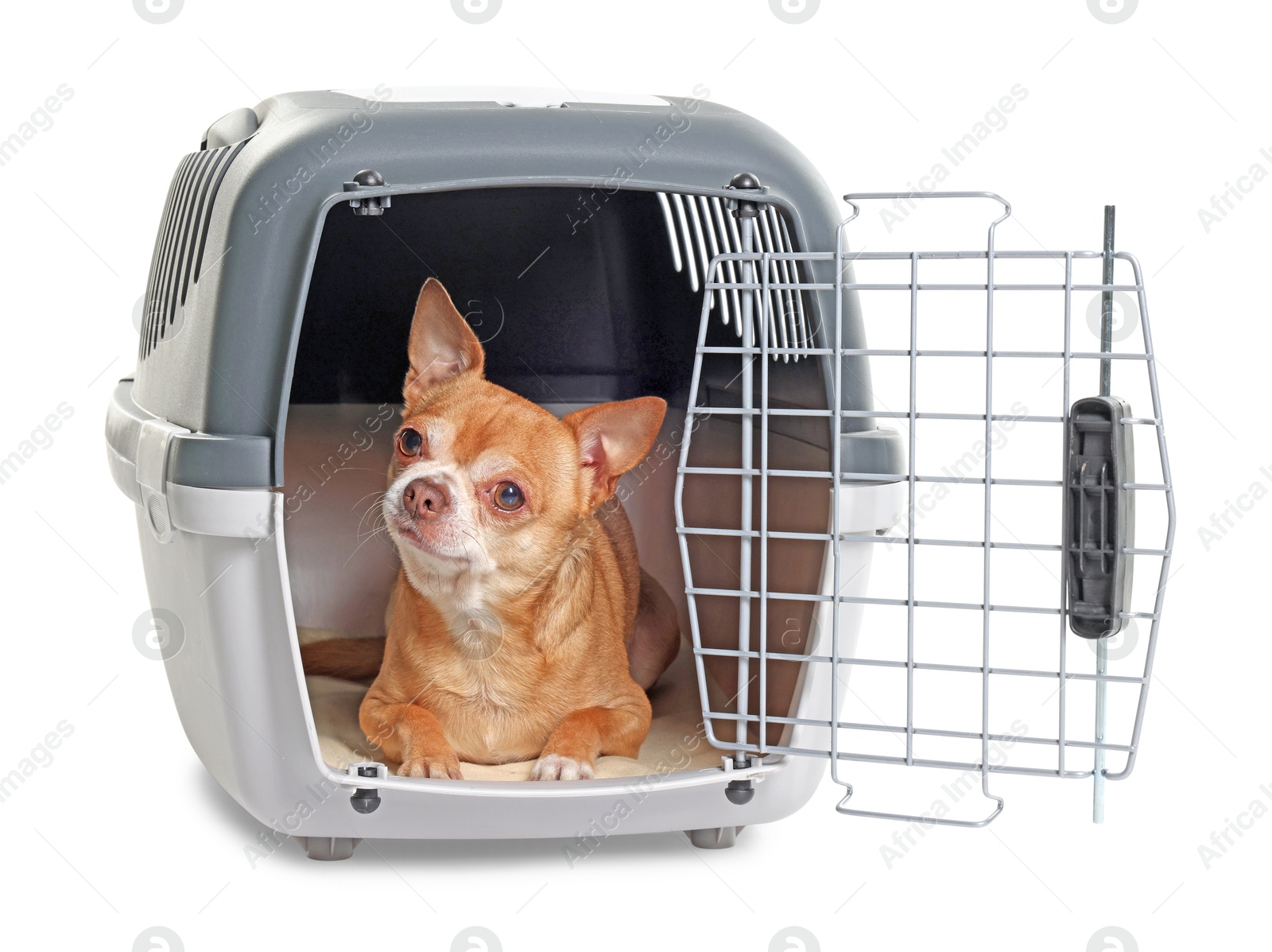 Photo of Adorable dog in pet carrier isolated on white