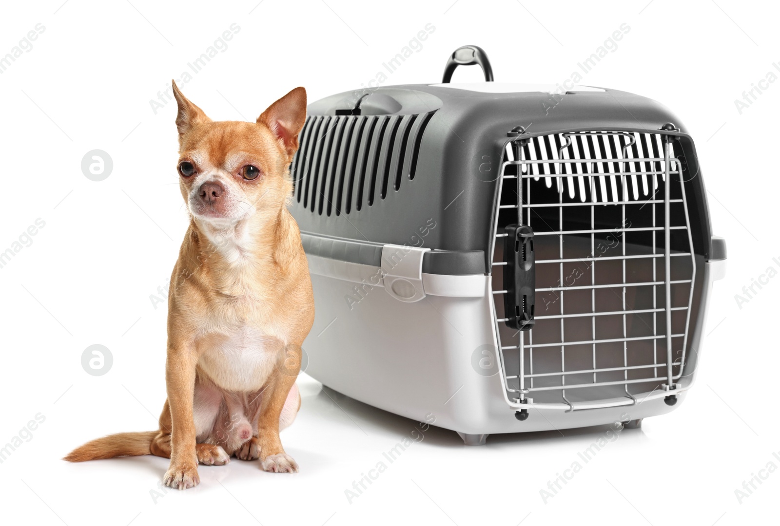 Photo of Adorable dog near pet carrier isolated on white