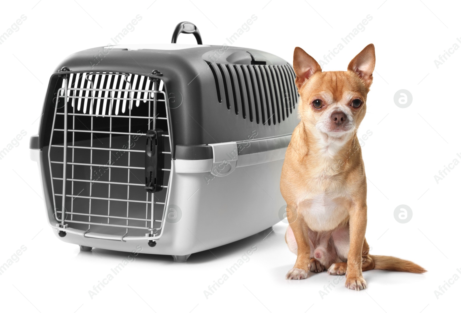 Photo of Adorable dog near pet carrier isolated on white