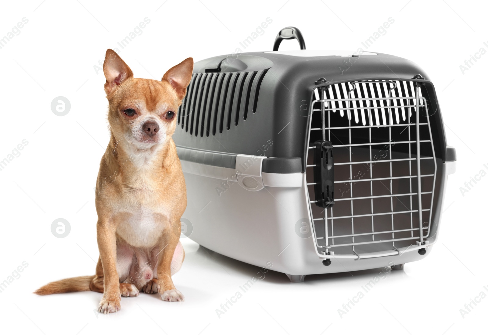 Photo of Adorable dog near pet carrier isolated on white