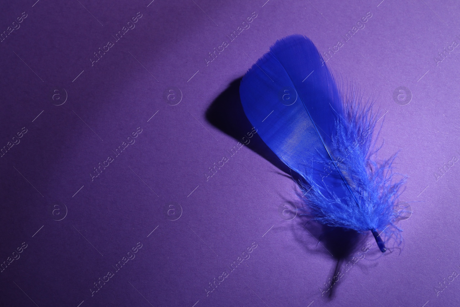 Photo of Fluffy blue feather on purple background, top view. Space for text