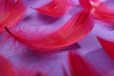 Photo of Fluffy red feathers on purple background, closeup