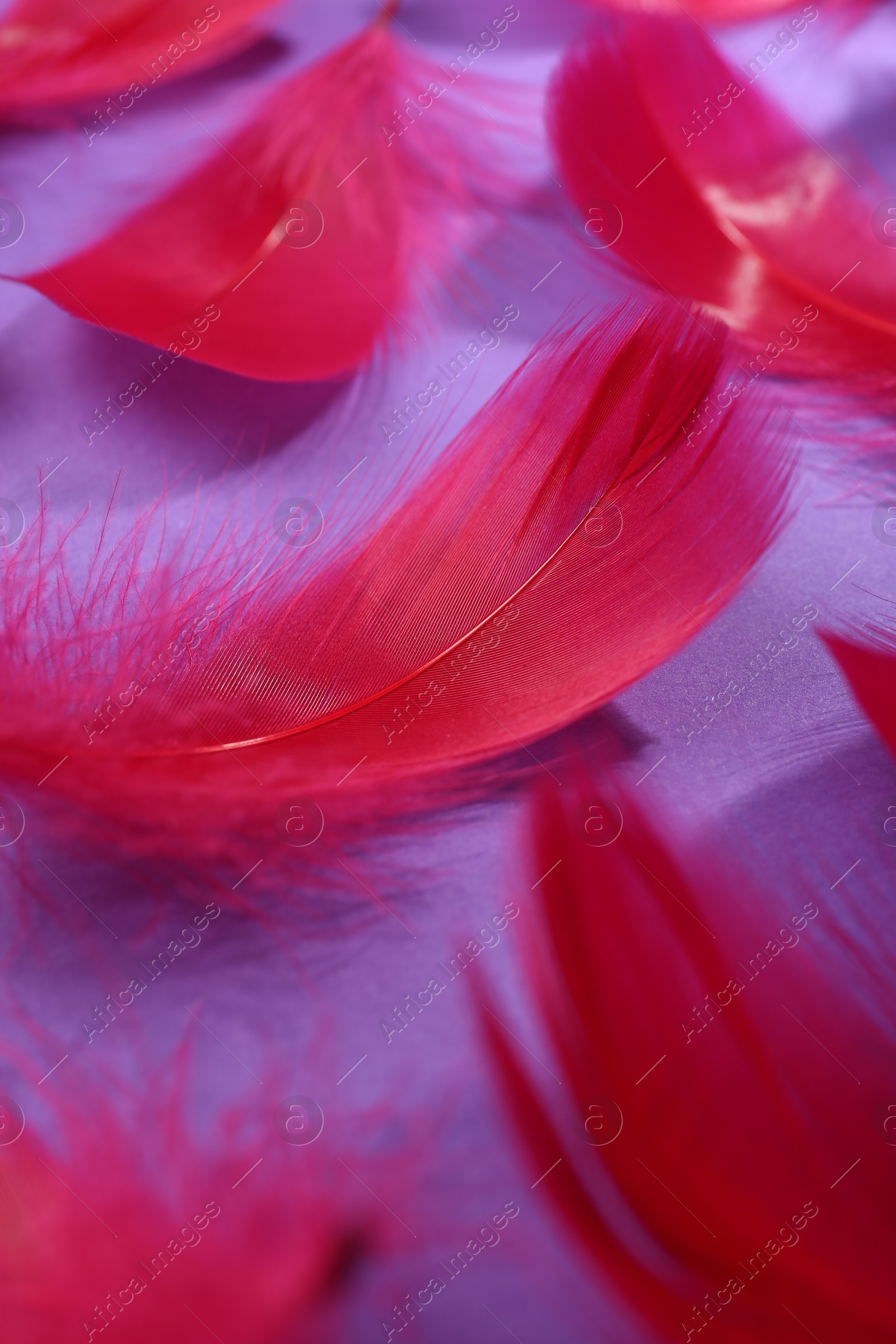 Photo of Fluffy red feathers on purple background, closeup