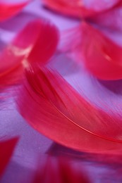 Photo of Fluffy red feathers on purple background, closeup