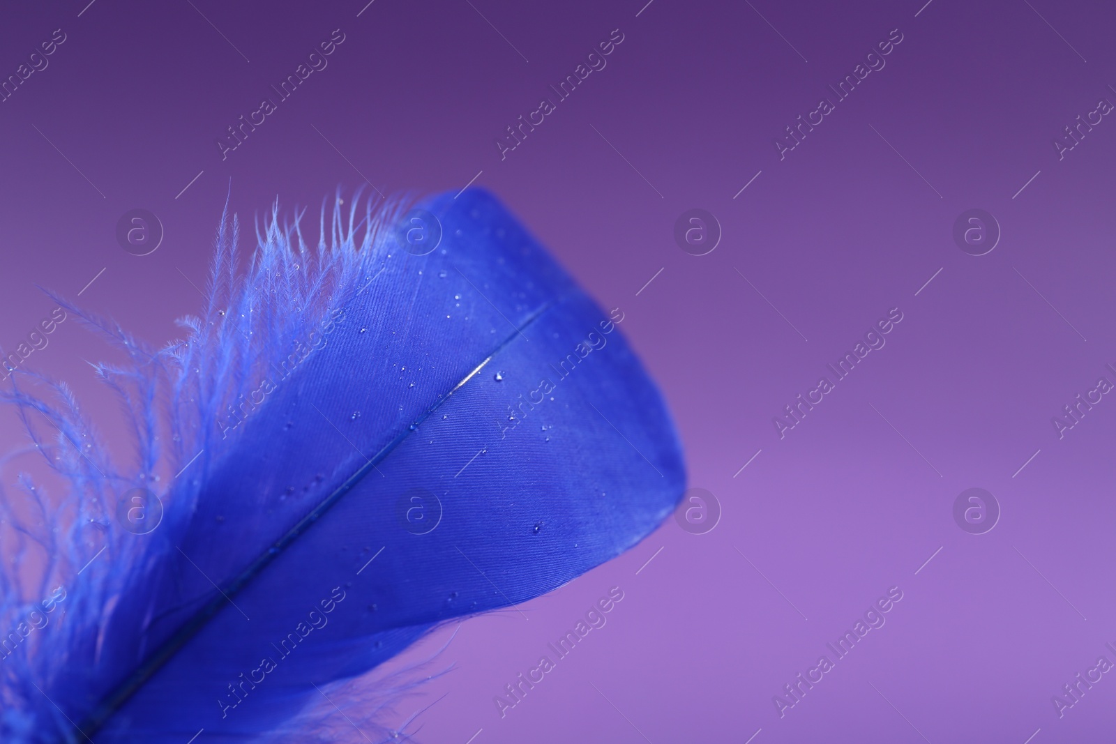 Photo of Fluffy blue feather with water drops on purple background, closeup. Space for text