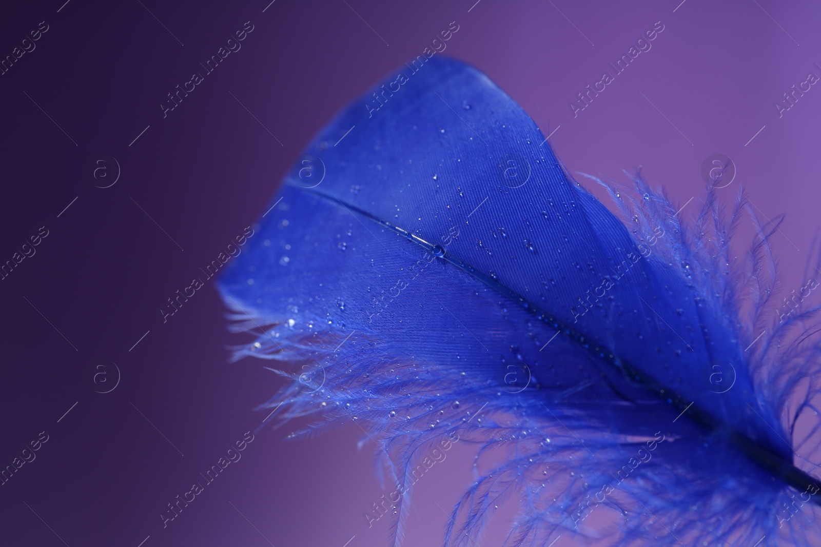 Photo of Fluffy blue feather on purple background, closeup