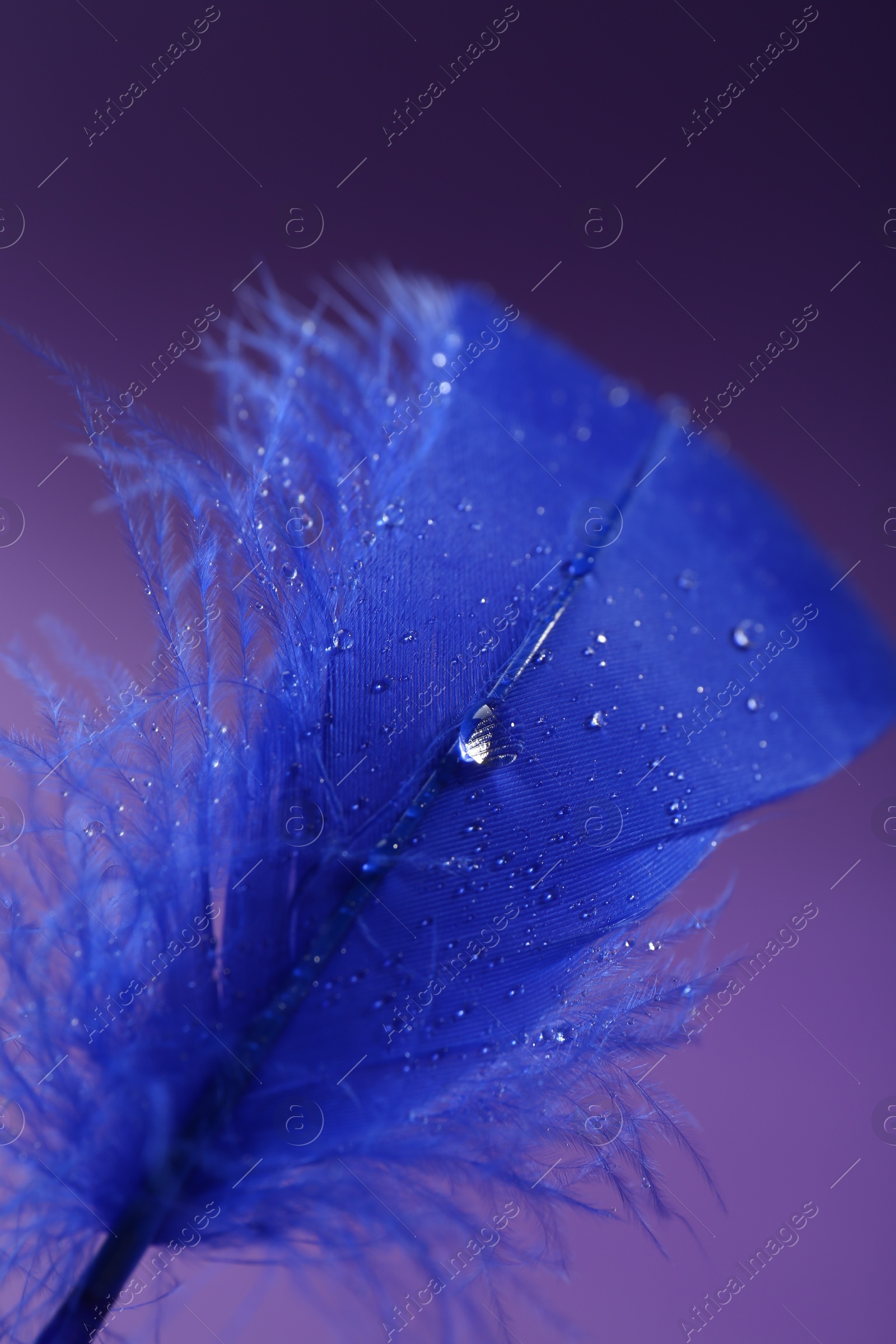 Photo of Fluffy blue feather on purple background, closeup