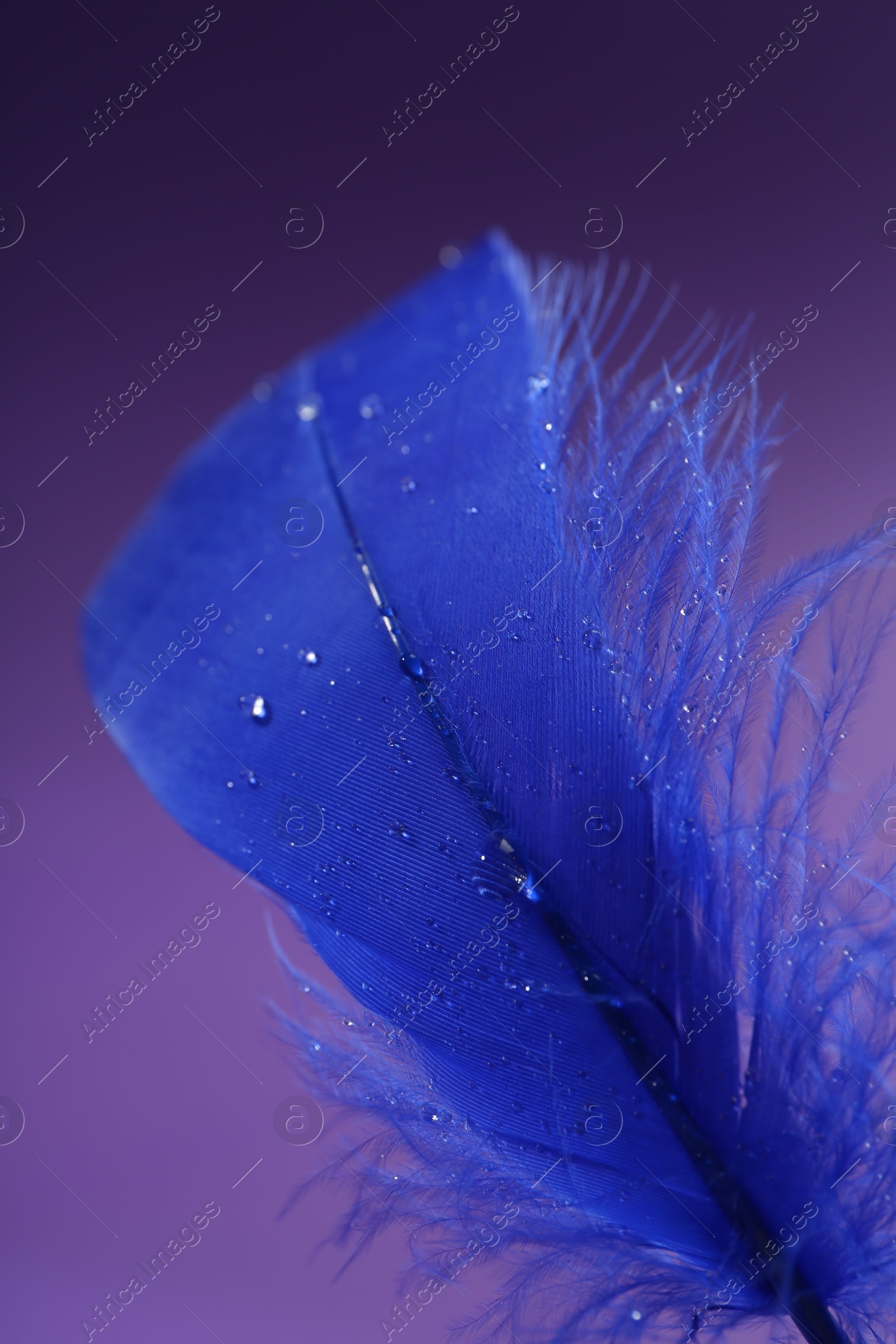 Photo of Fluffy blue feather on purple background, closeup