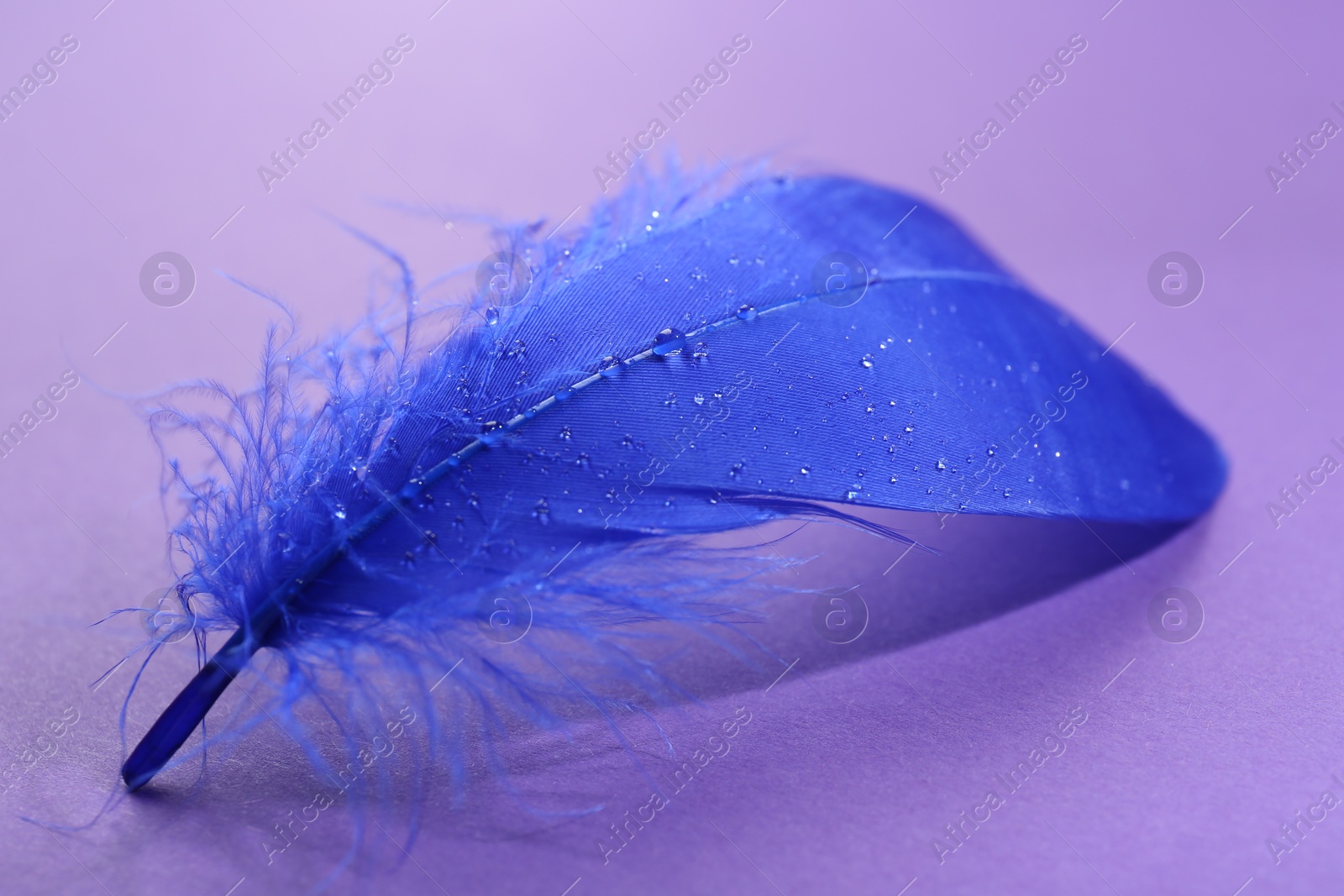 Photo of Fluffy blue feather on purple background, closeup