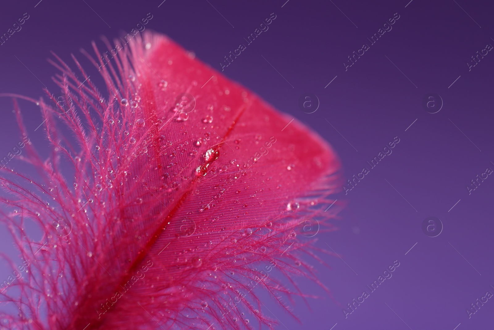 Photo of Fluffy pink feather on purple background, closeup