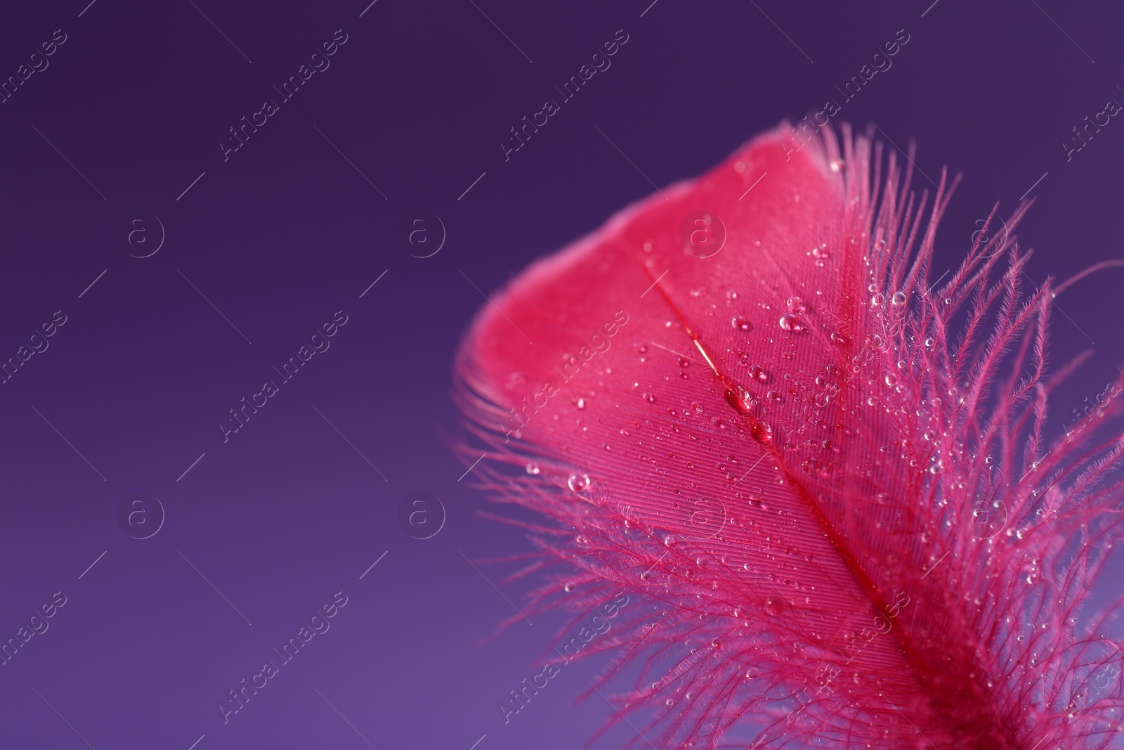 Photo of Fluffy pink feather with water drops on purple background, closeup. Space for text