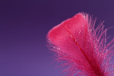 Fluffy pink feather with water drops on purple background, closeup. Space for text