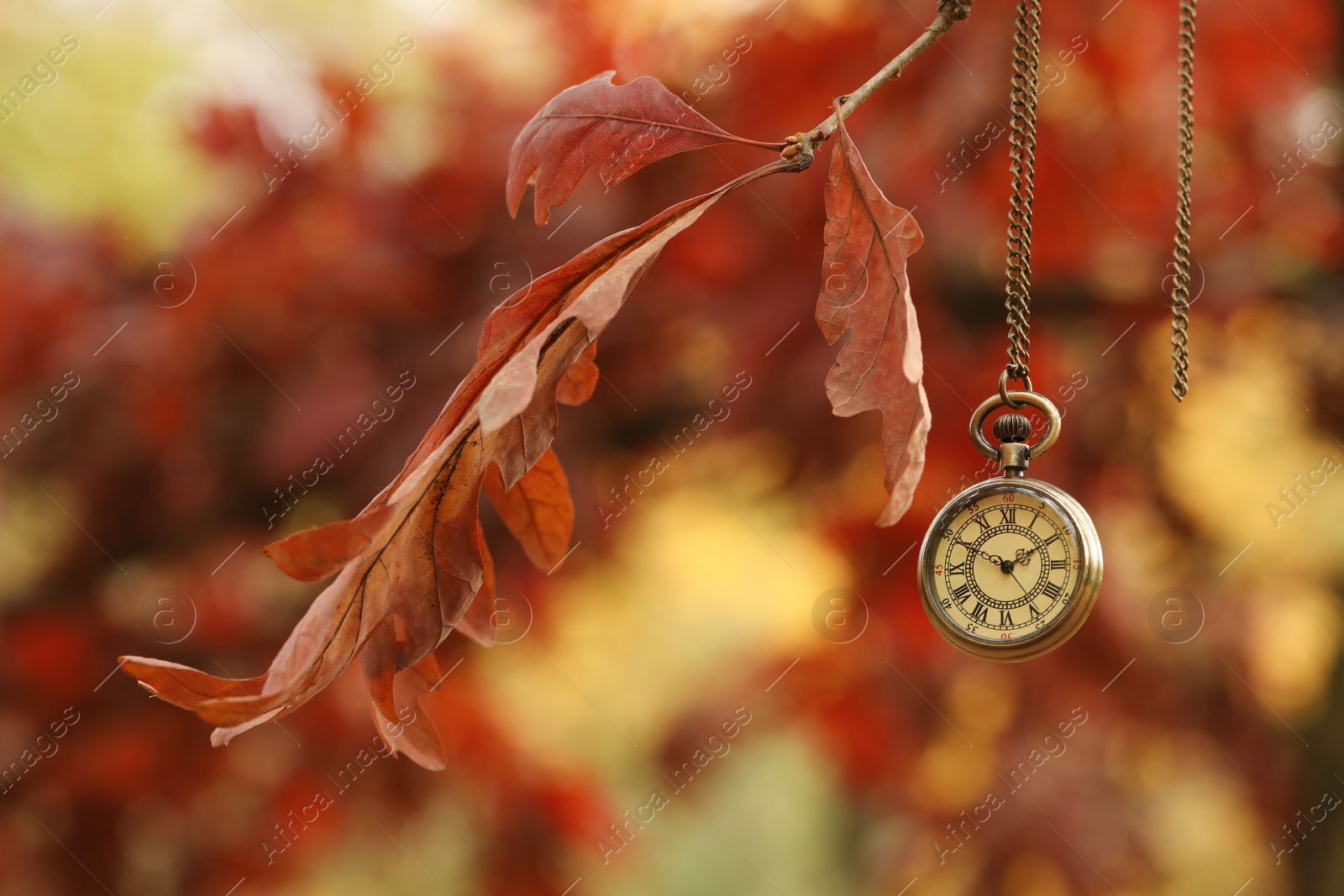 Photo of Autumn time. Chain watch hanging on tree in park, selective focus