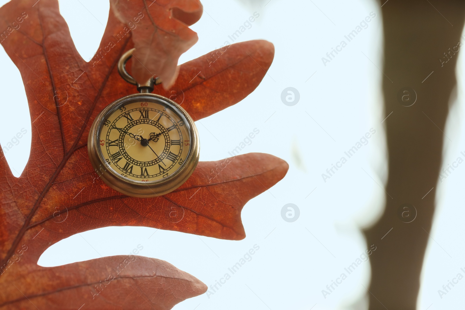 Photo of Autumn time. Chain watch hanging on tree in park, selective focus. Space for text