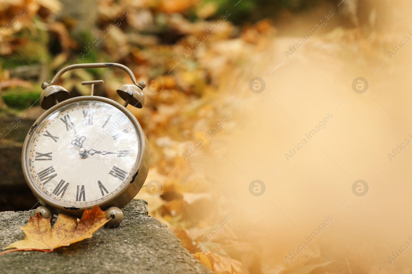 Photo of Autumn time. Alarm clock in forest, space for text