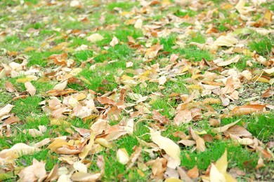 Photo of Many fallen autumn leaves on green grass