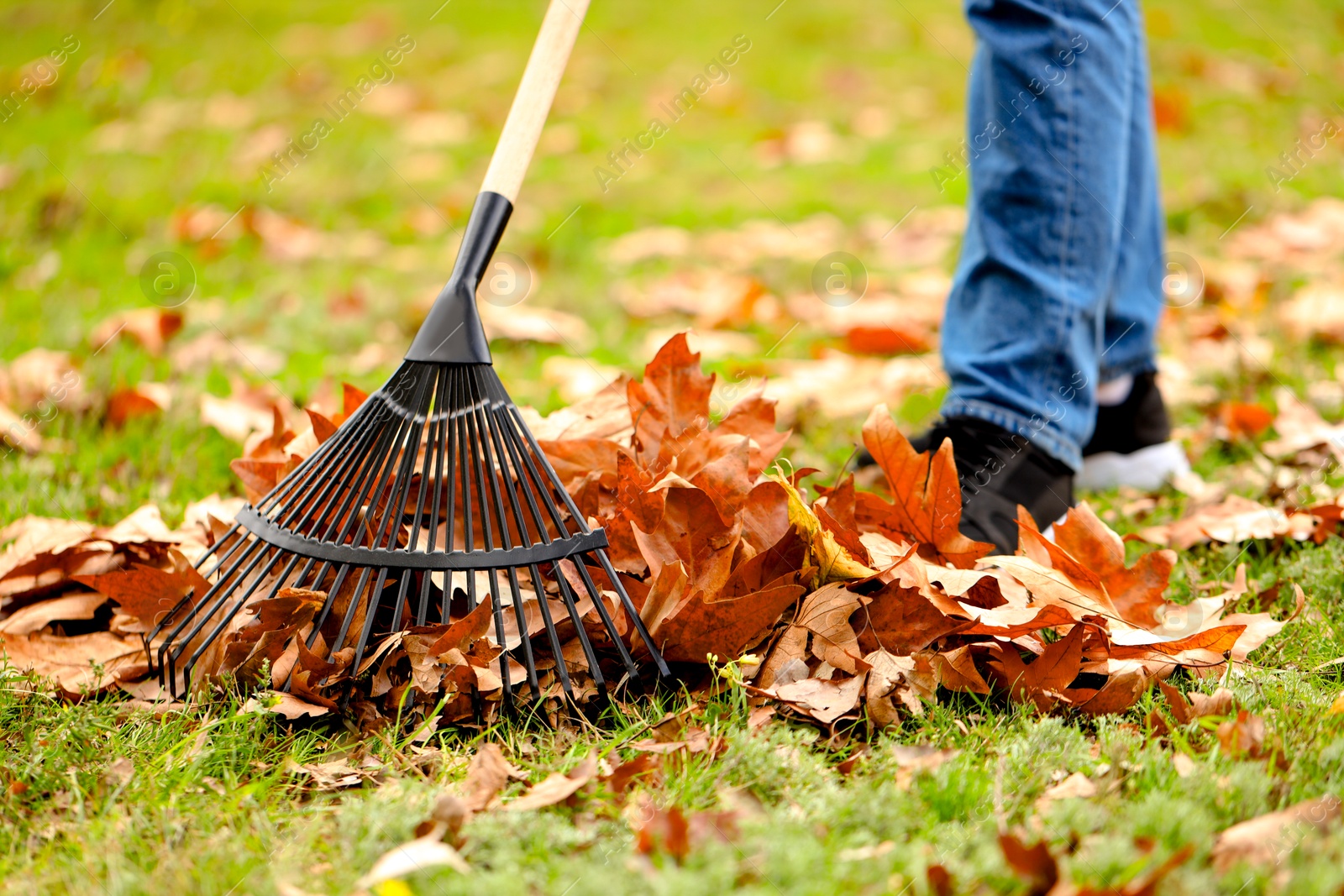 Photo of Man gathering fallen leaves with fan rake outdoors, closeup