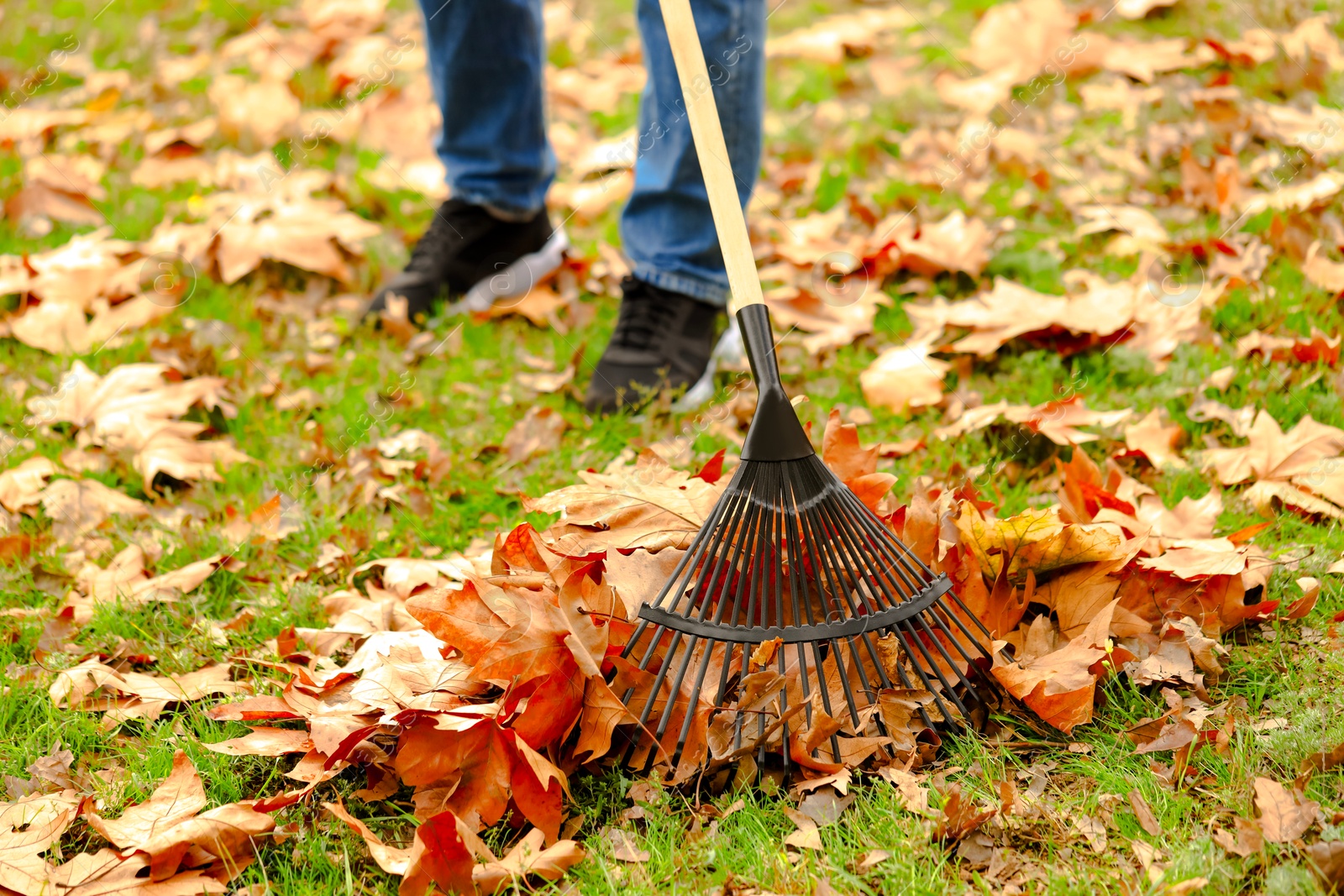 Photo of Man gathering fallen leaves with fan rake outdoors, closeup