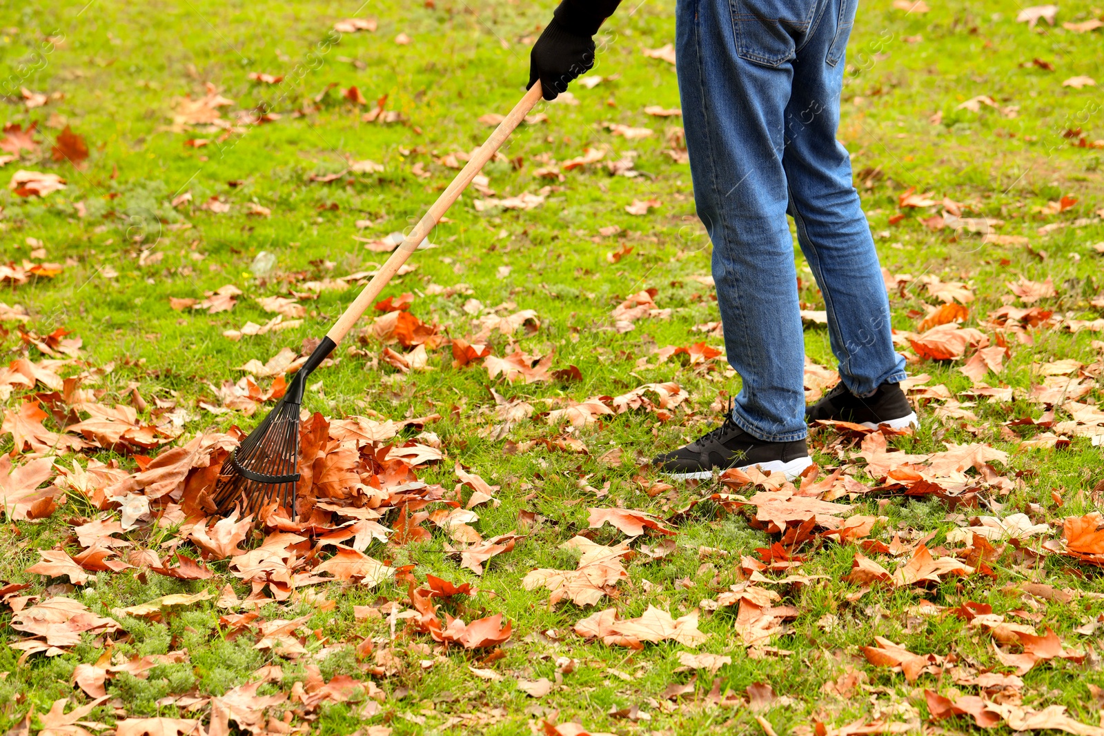 Photo of Man gathering fallen leaves with fan rake outdoors, closeup