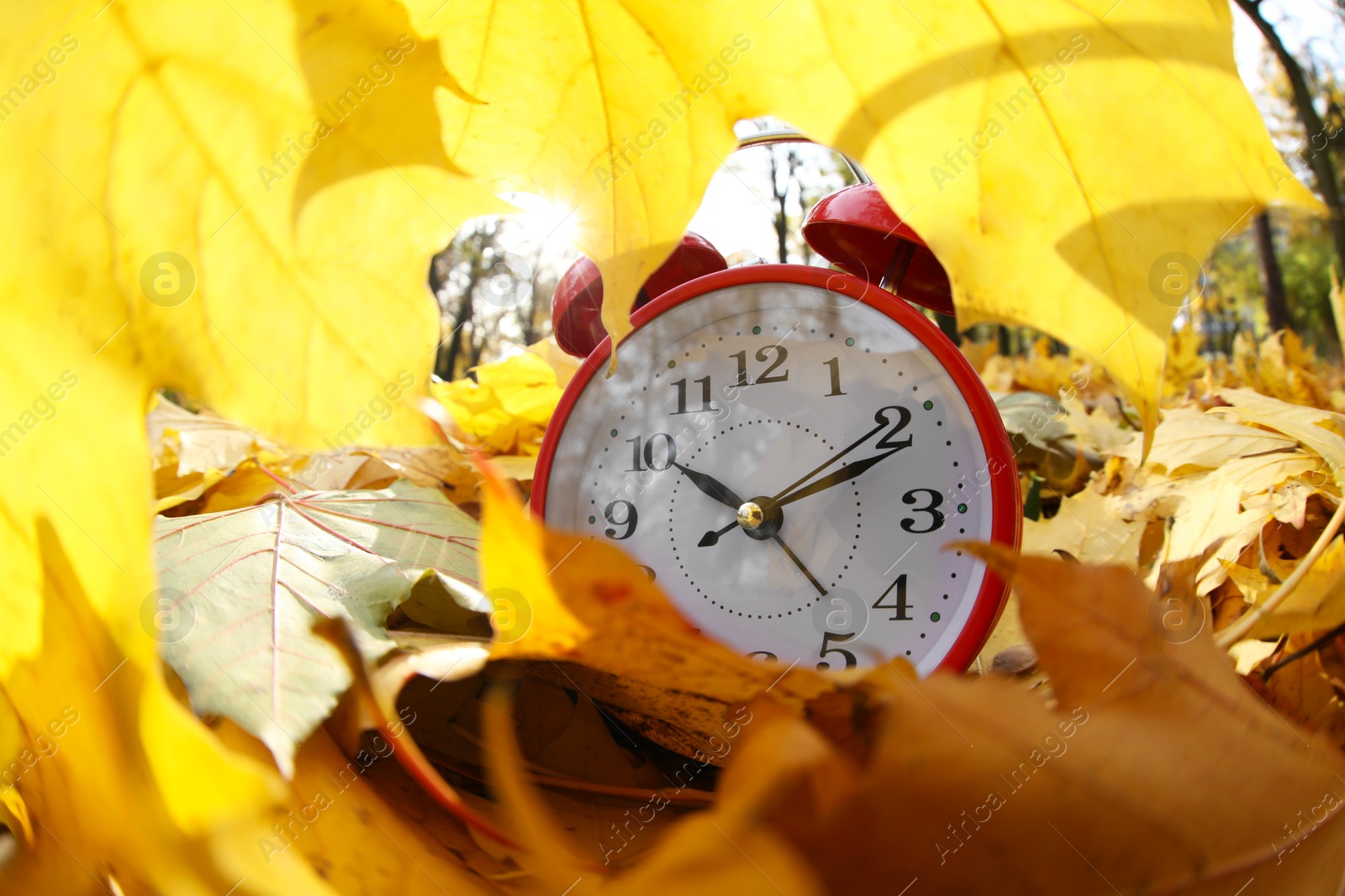 Photo of Alarm clock on dry leaves in park, closeup