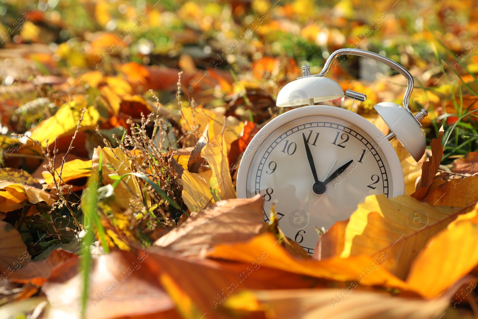 Photo of Alarm clock on dry leaves in park, closeup. Space for text