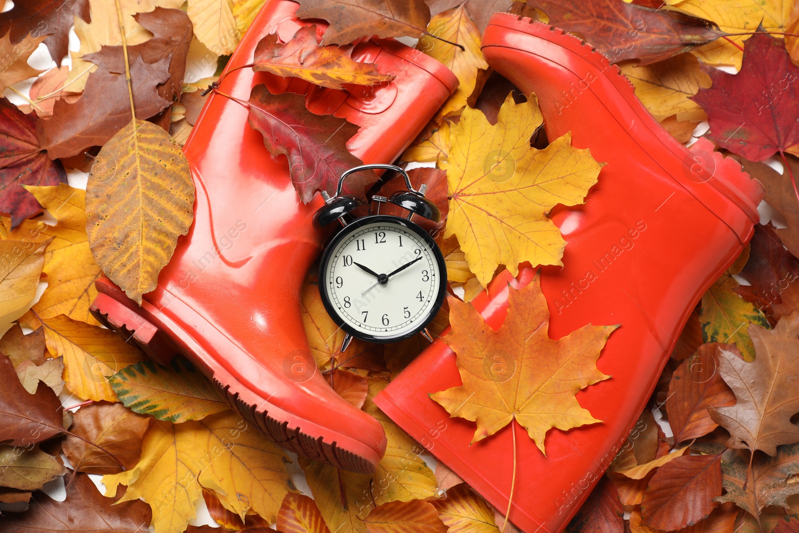 Photo of Alarm clock and rubber boots on dry leaves, flat lay