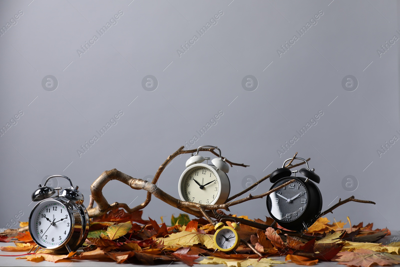 Photo of Alarm clocks, branch and dry leaves on light grey background, space for text