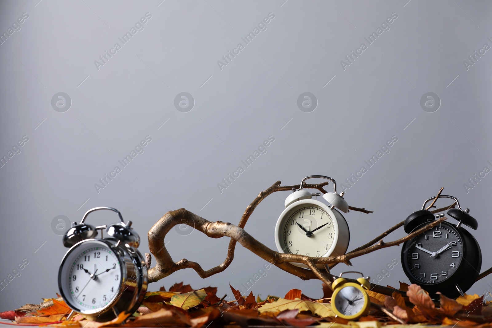 Photo of Alarm clocks, branch and dry leaves on light grey background, space for text