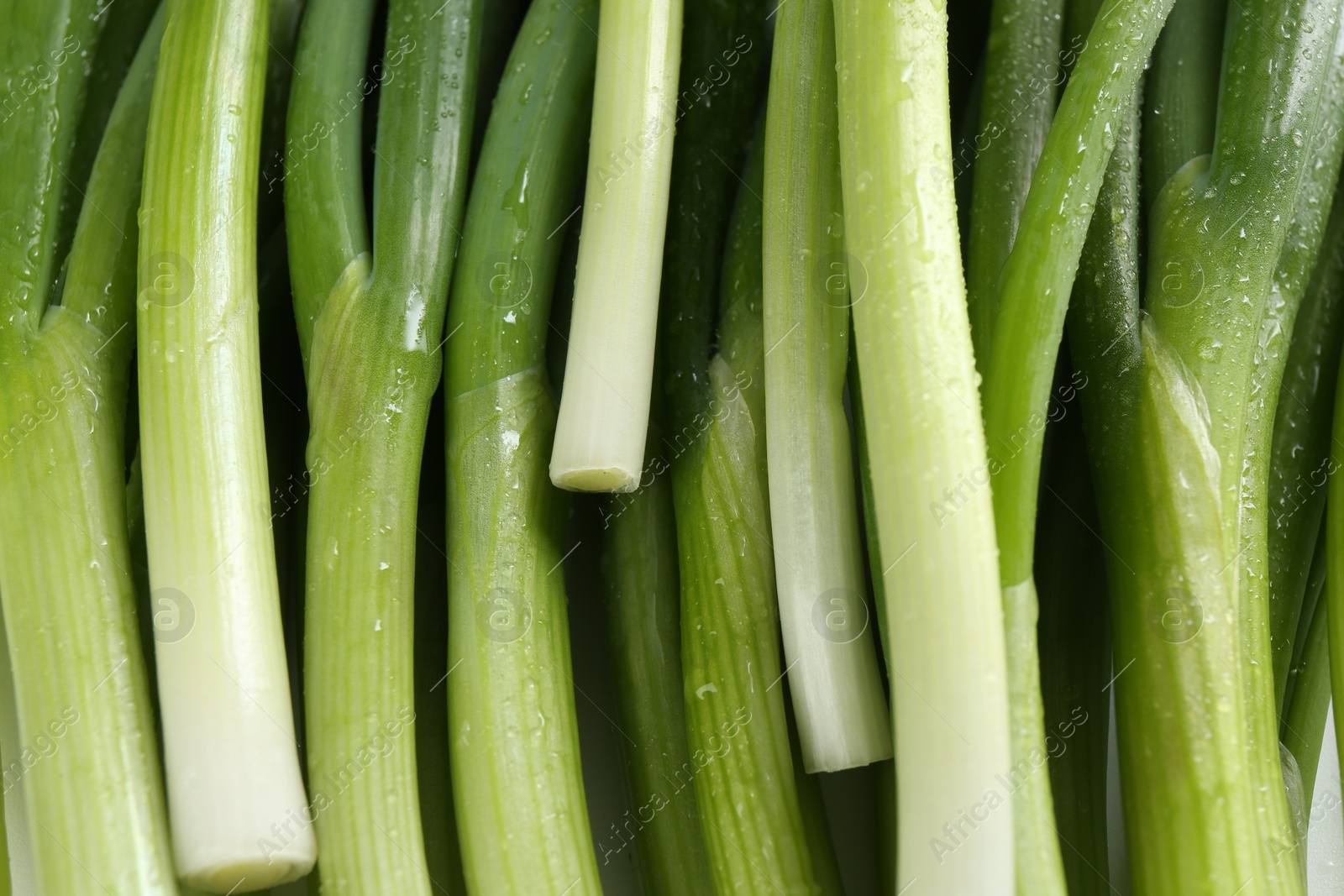 Photo of Many fresh green onions as background, closeup