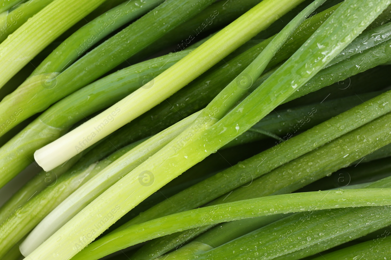 Photo of Many fresh green onions as background, closeup