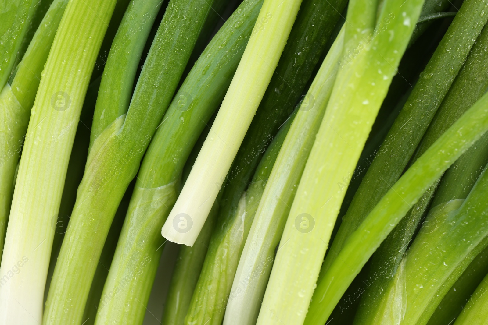 Photo of Many fresh green onions as background, closeup