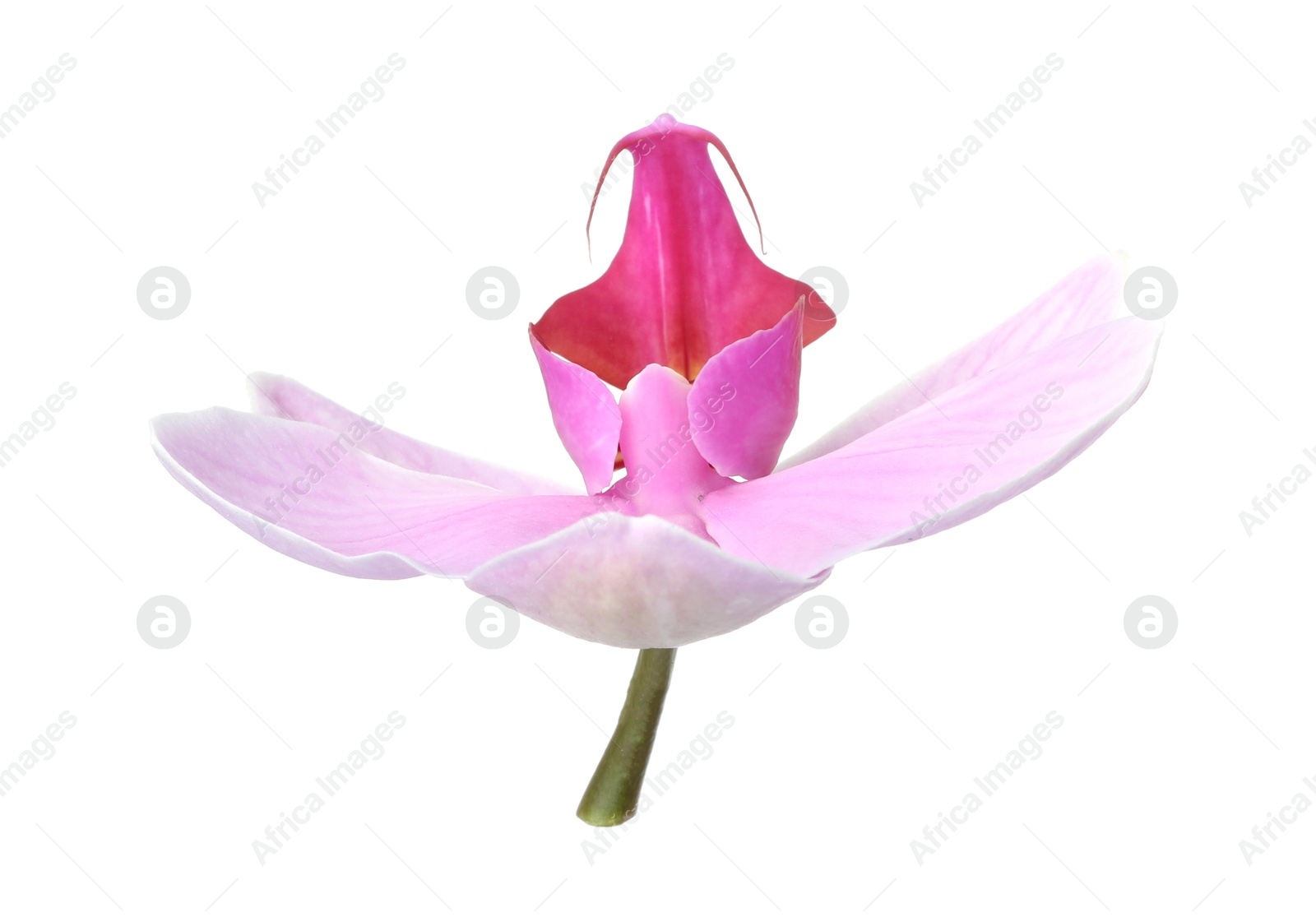 Photo of Flower of beautiful pink Phalaenopsis orchid isolated on white