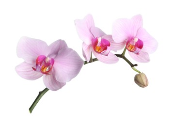 Photo of Branch of beautiful pink Phalaenopsis orchid isolated on white